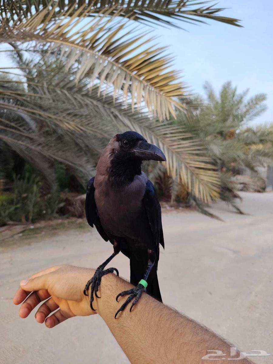 Pet crow for sale64141542140034111