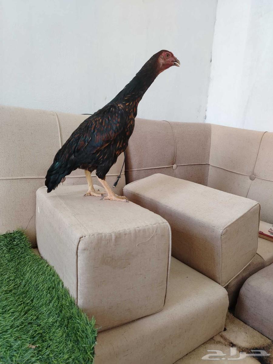 Pakistani Sindhi Chicken Product64141545221123111