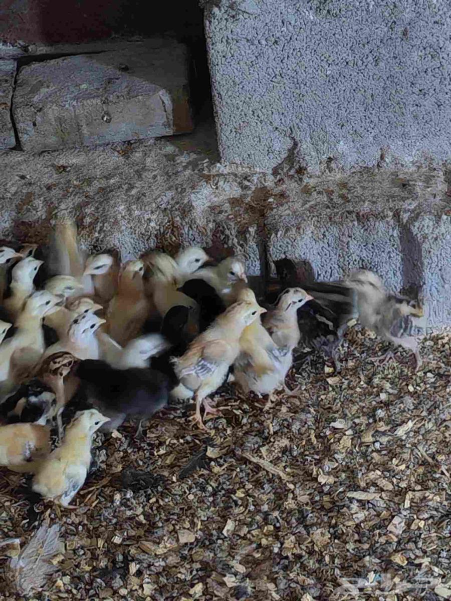 Local chicks for sale64141537230209111