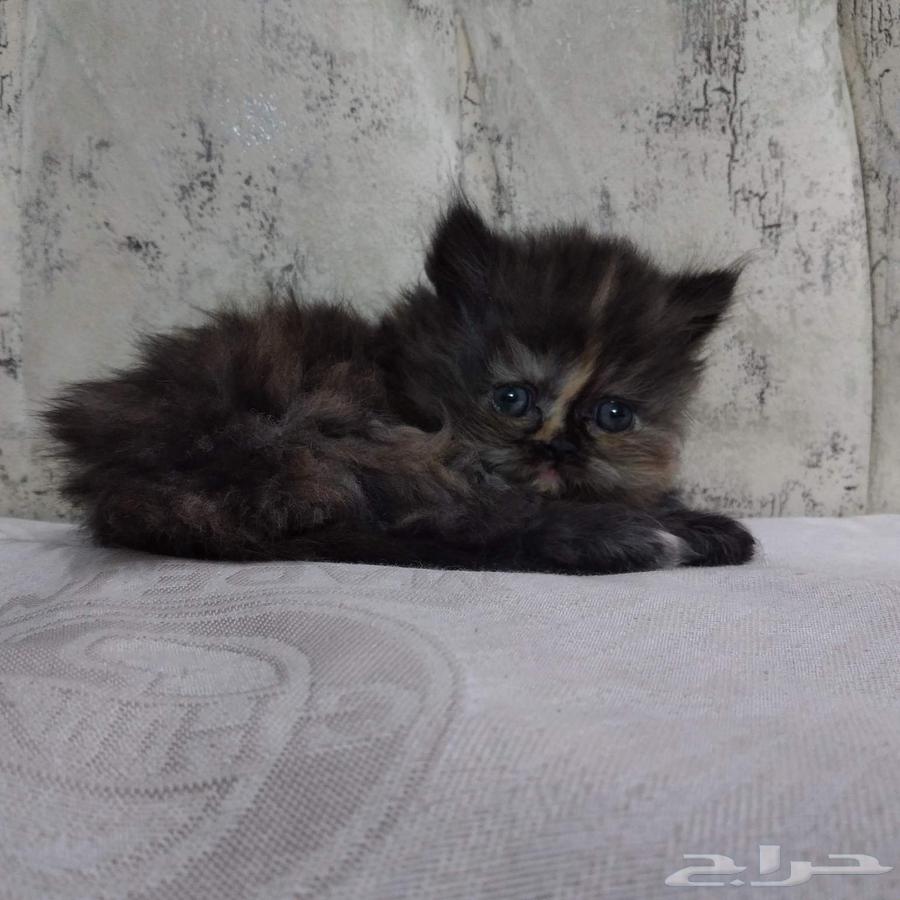 Kitten Faces64141549343106110