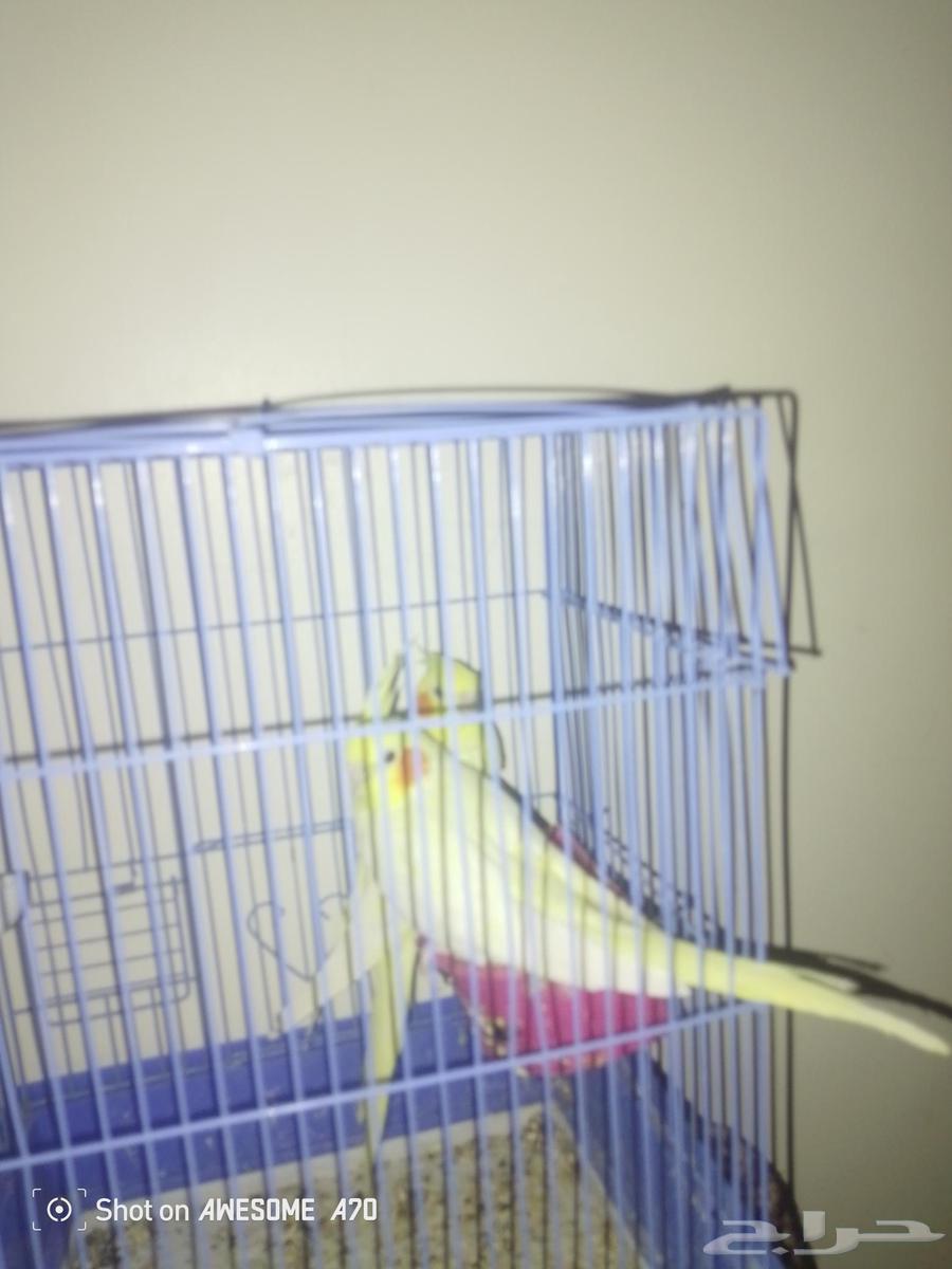 Crown birds for sale, female, 2, insha'Allah, there is no power or strength except with Allah64141529608962111