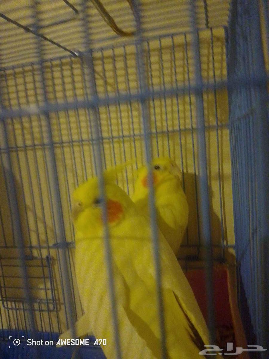 Crown birds for sale, female, 2, insha'Allah, there is no power or strength except with Allah64141529608962110