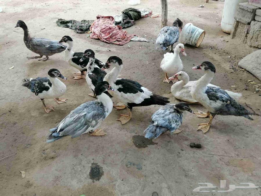 Baladi Duck63622966135041111