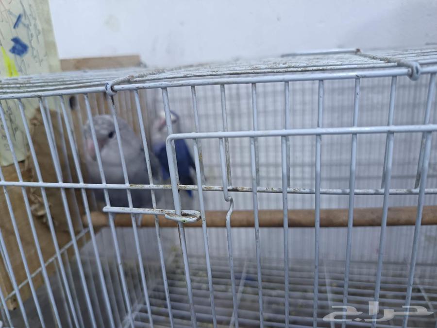 Selling a productive rose ring parrot64141930293762111