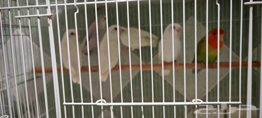 Pigeons for sale or exchange64141546131203111