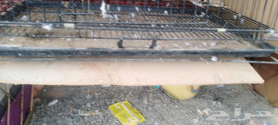 Hello, cage for sale64126707625473111