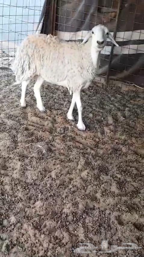 Two goats and a free ewe for sale64141926625922110