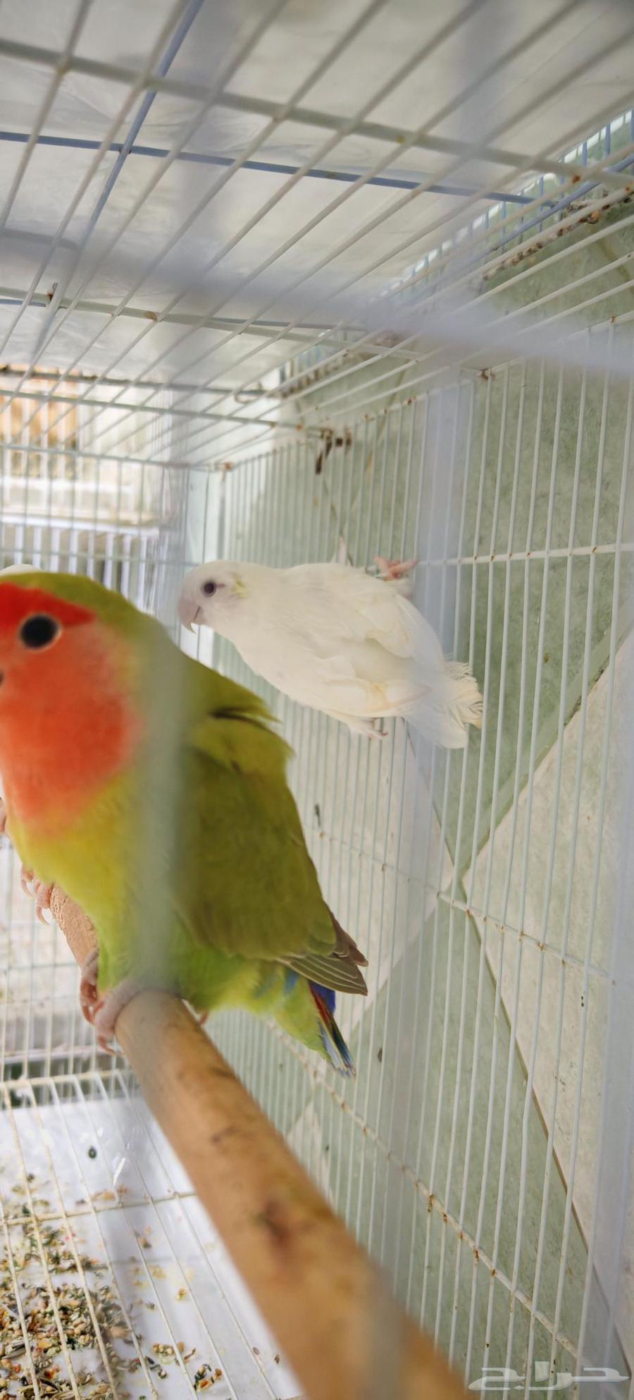 Pigeons for sale or exchange64141546131203110