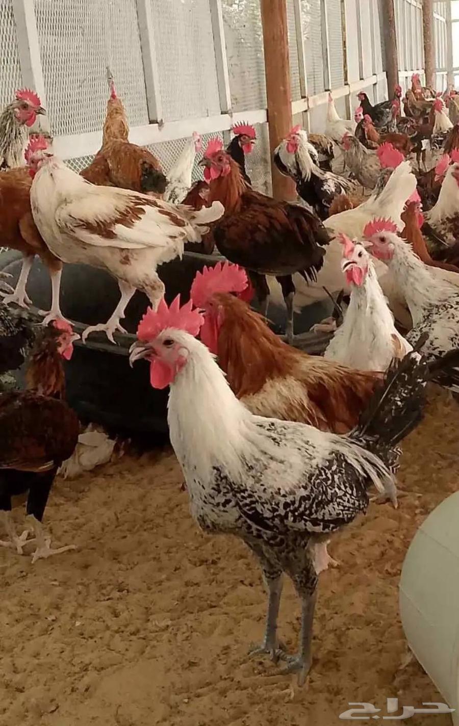 ديوك بلدي وفيومي للبيع63742166423041112