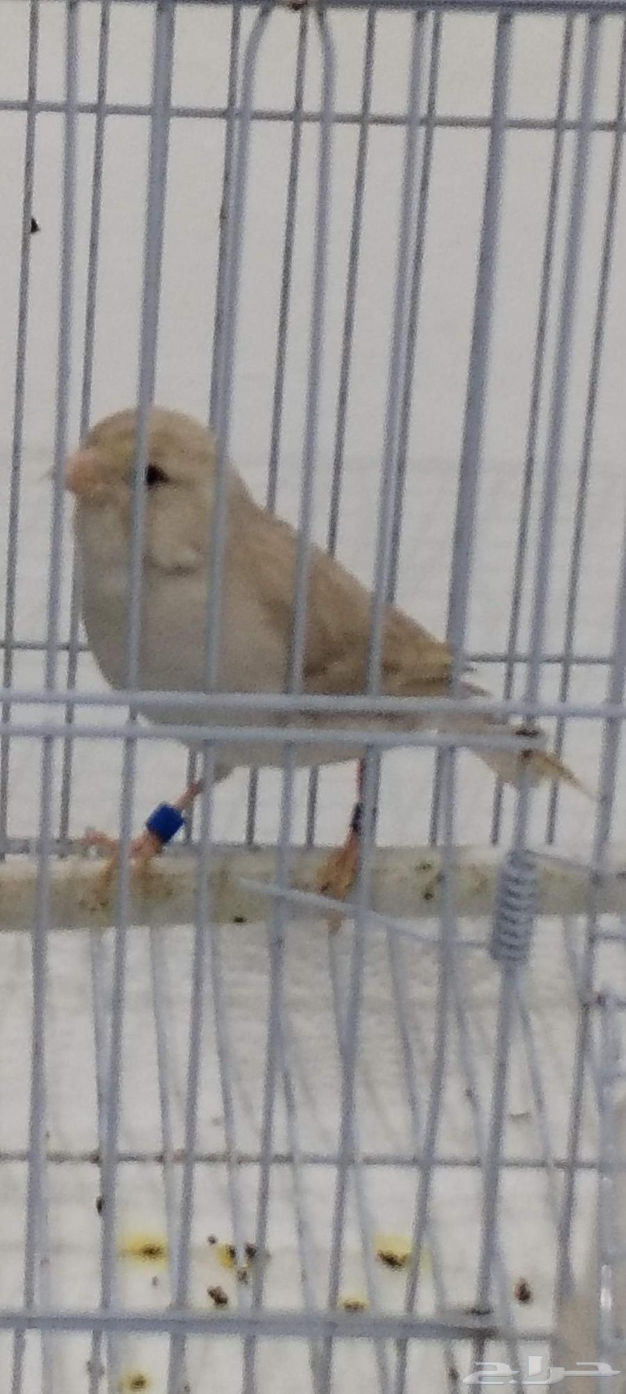 ذكركناري اوروبي مغرد على الشرط64164426231554110