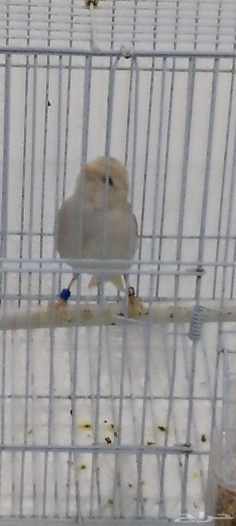 ذكركناري اوروبي مغرد على الشرط64164426231554112