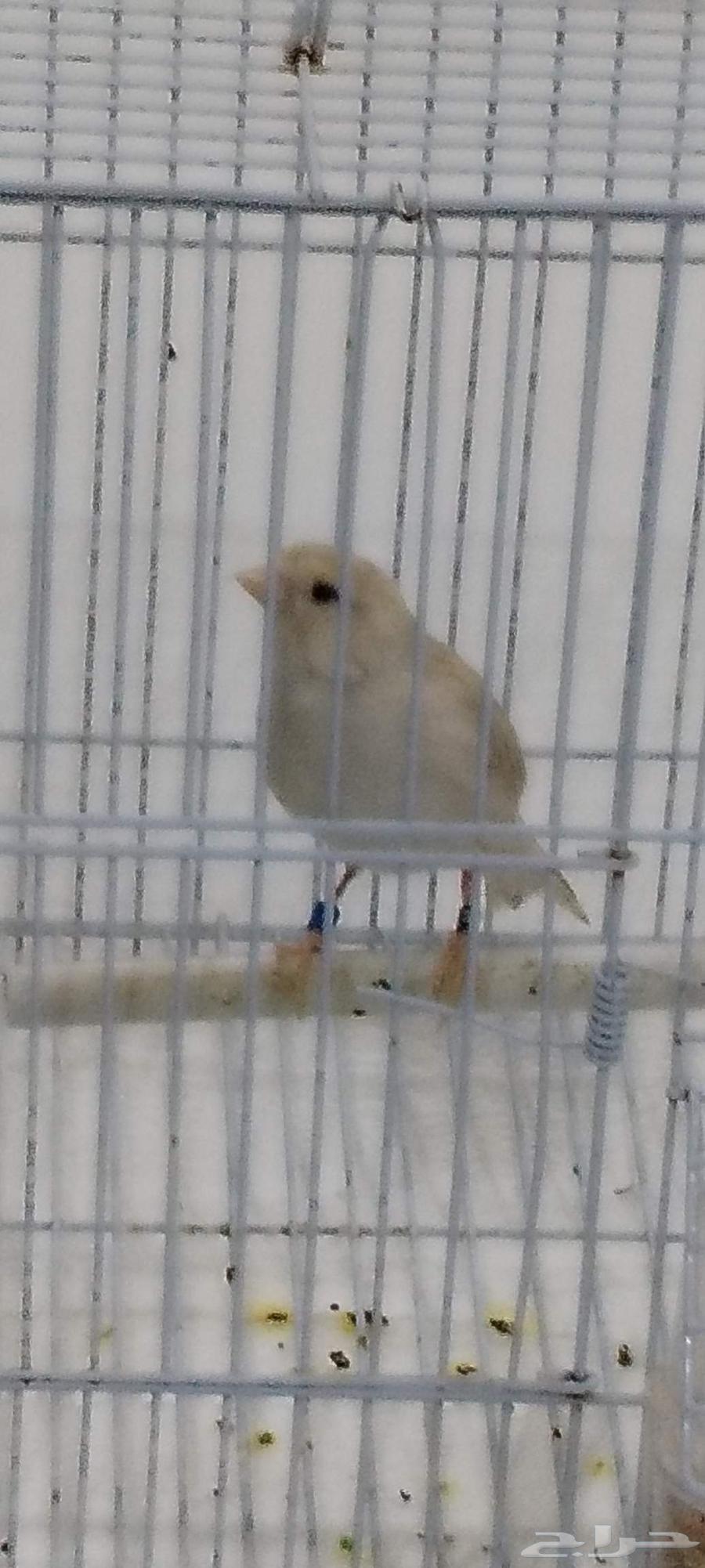 ذكركناري اوروبي مغرد على الشرط64164426231554111