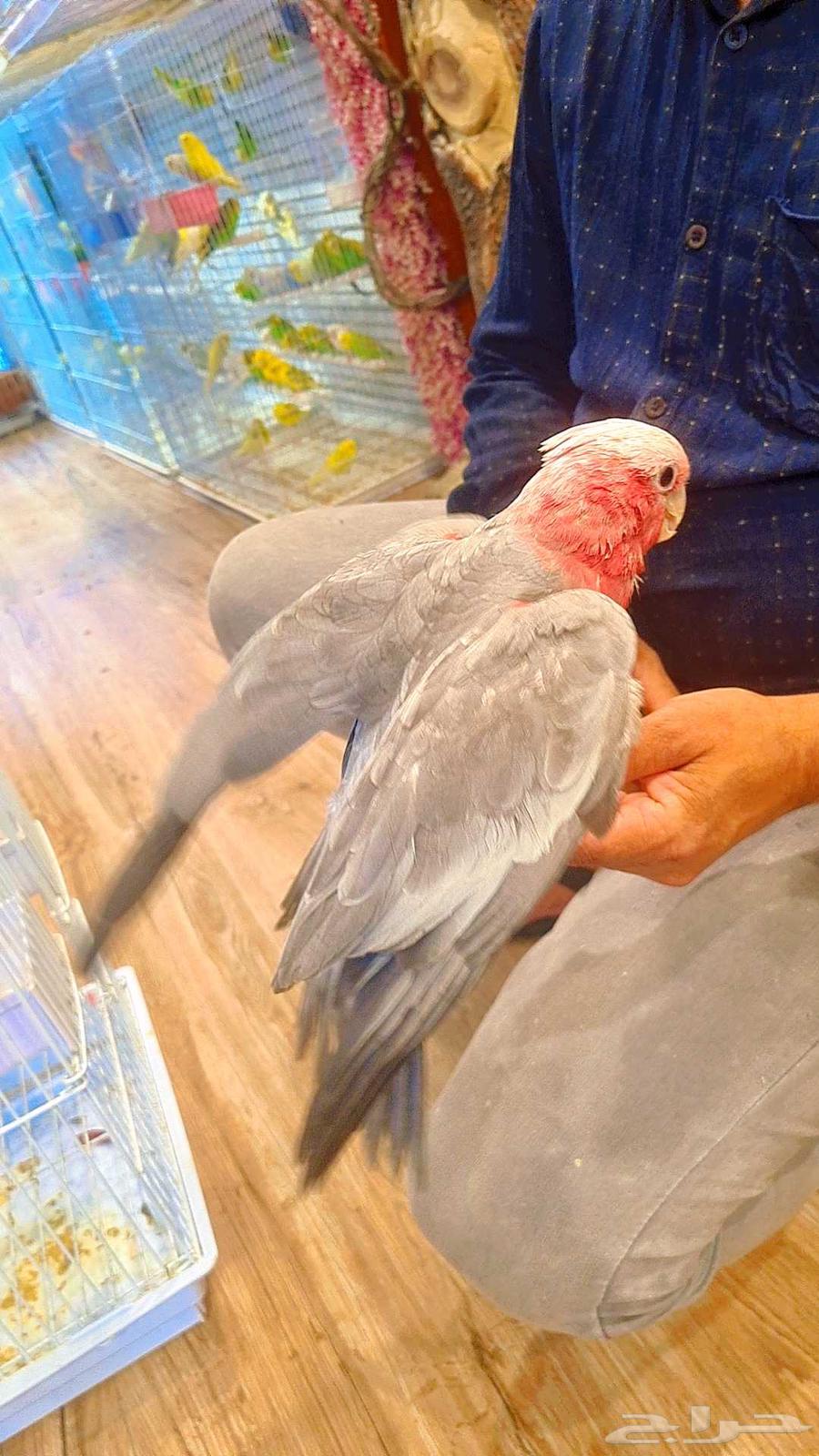 Cockatoo chick Kala (( 2000 SAR ))64165698027011112