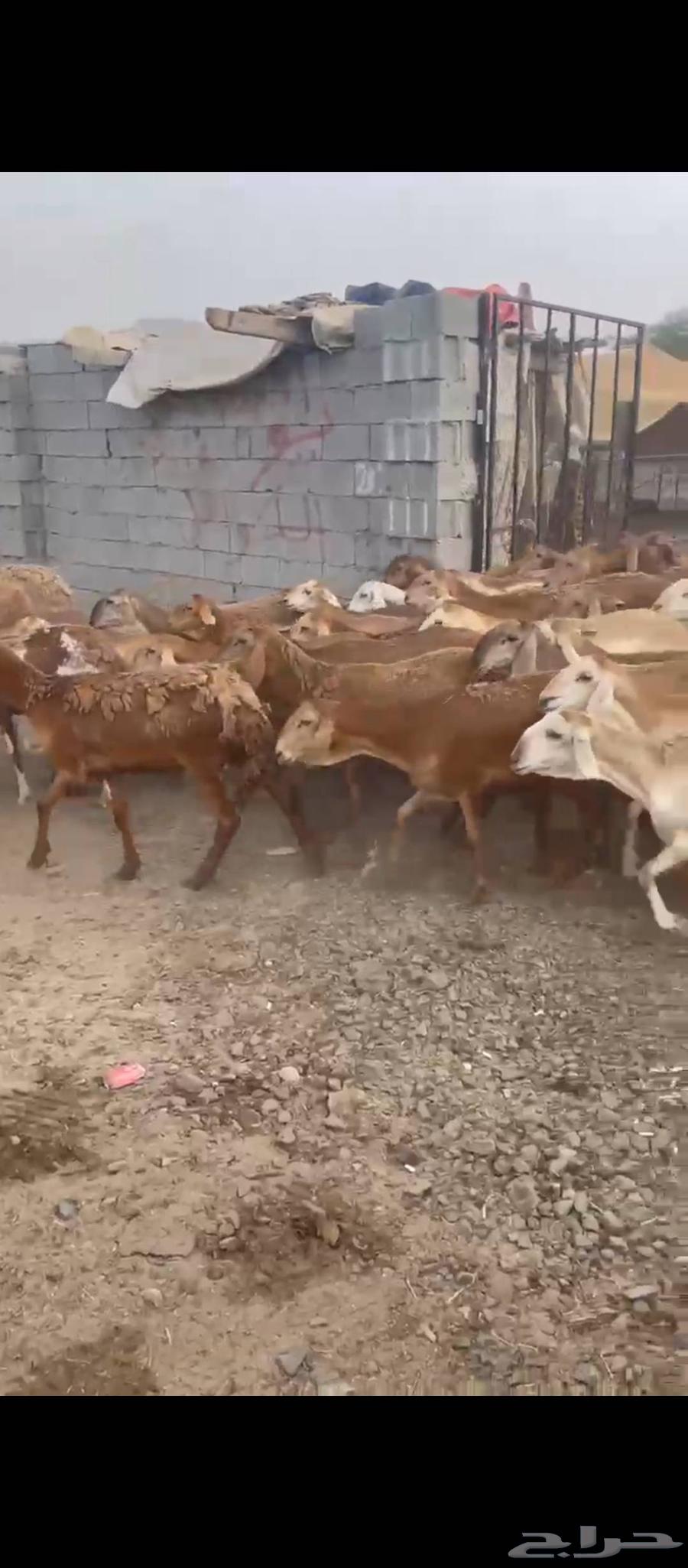 Sudanese red sheep64154125120129113