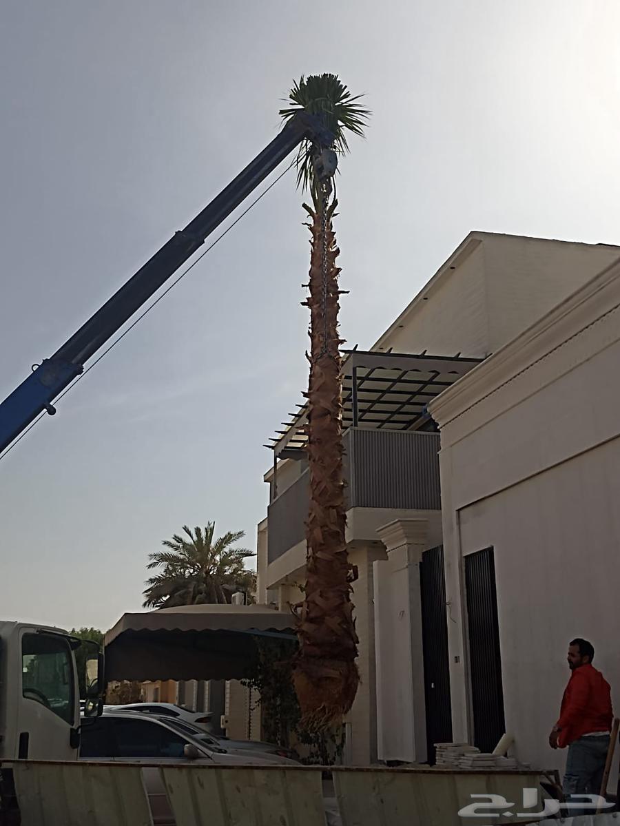 ابوسالم لتوريد انخيل ازينه الوشنطني64380696584066111