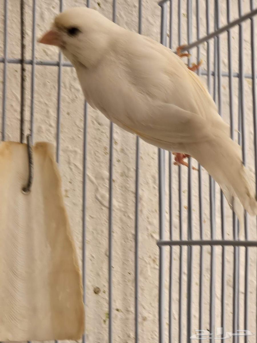 Snow white female canary, egg-laying and productive63619153209217114