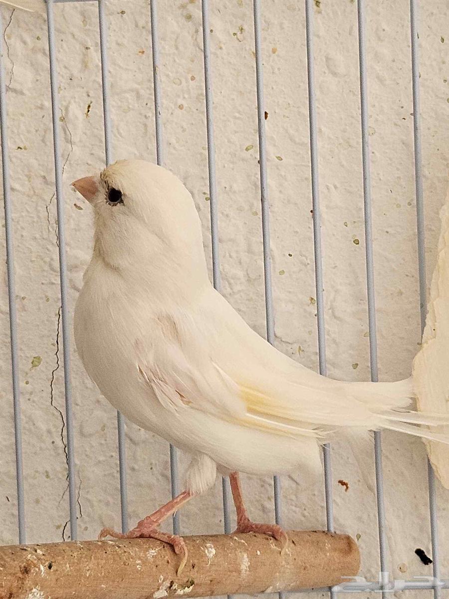Snow white female canary, egg-laying and productive63619153209217113