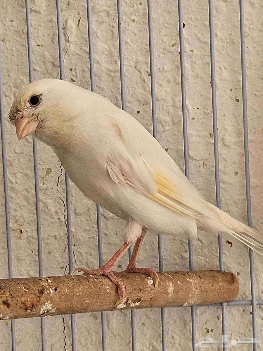 Snow white female canary, egg-laying and productive63619153209217112