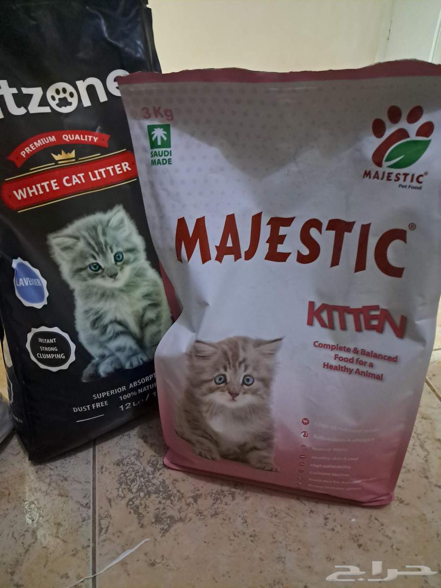 Cat items64167136819715110