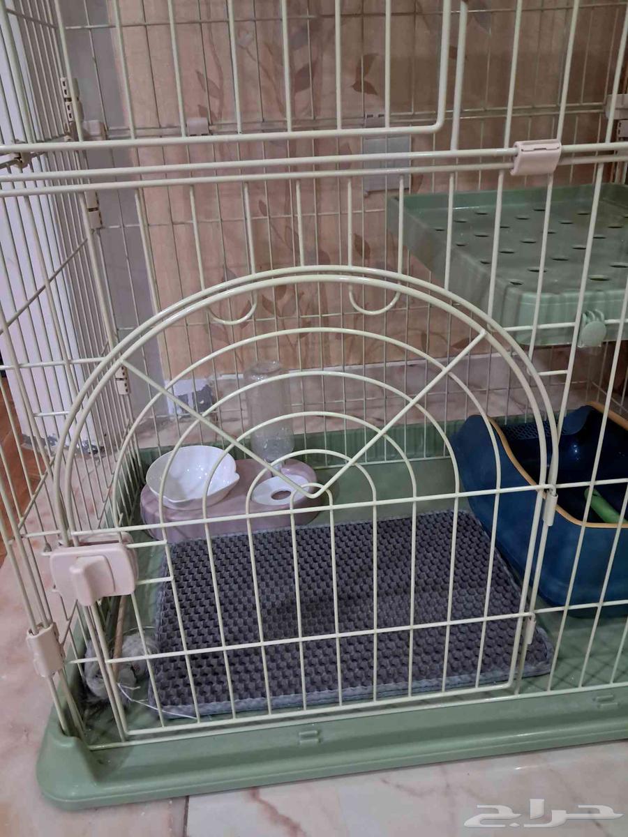 Cat items64167136819715114