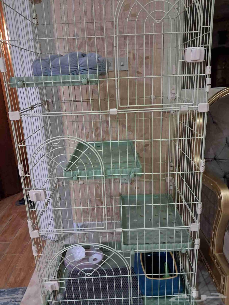 Cat items64167136819715113