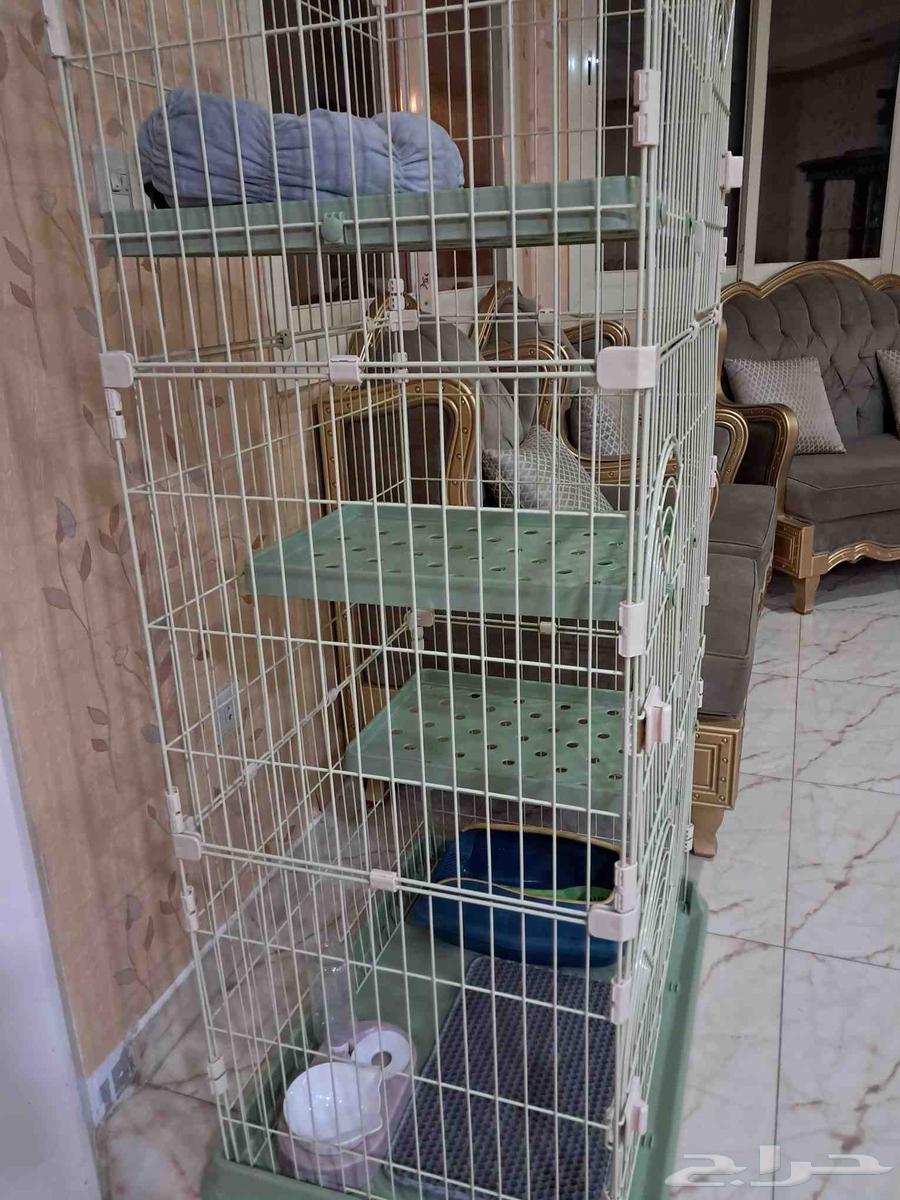 Cat items64167136819715112