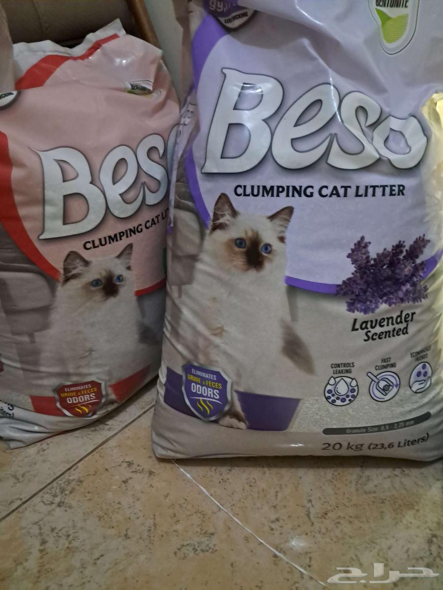 Cat items64167136819715111