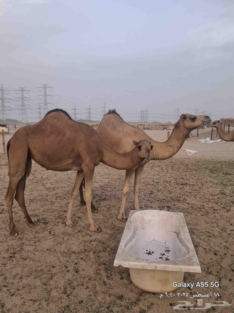 A pregnant she-camel and two heifers at the stud64169251110017112