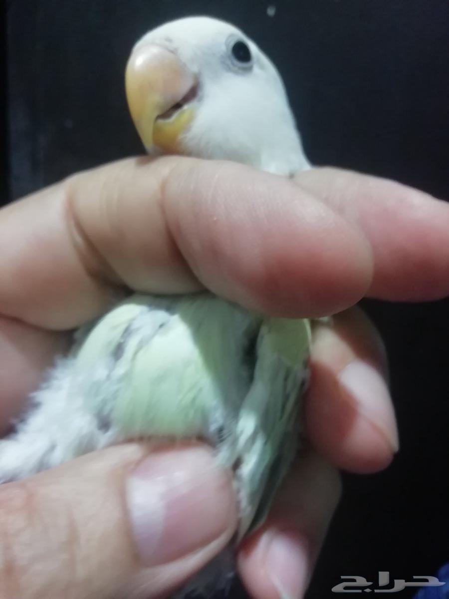 Farkh Rouz Green Opaline Fati763667800781313110