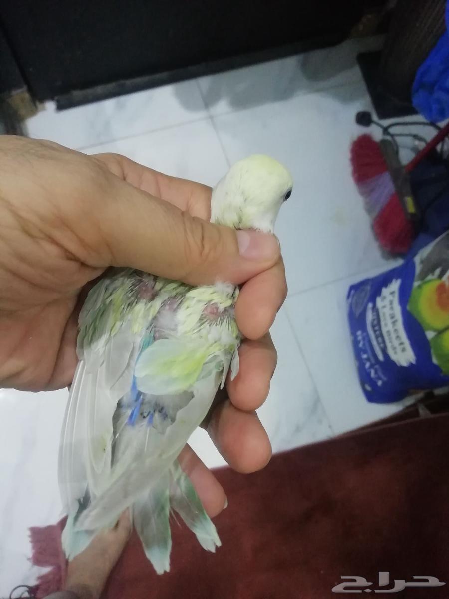 Farkh Rouz Green Opaline Fati763667800781313113