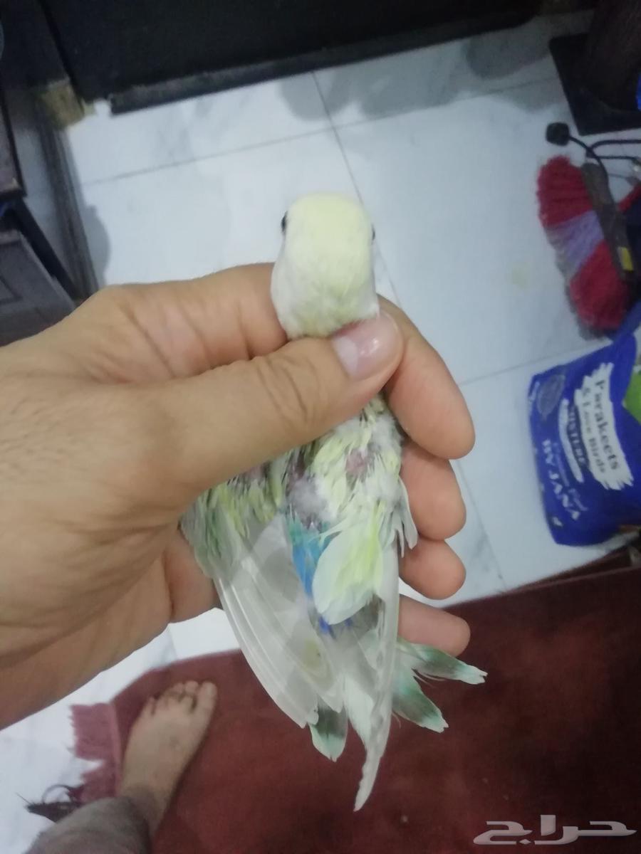 Farkh Rouz Green Opaline Fati763667800781313112