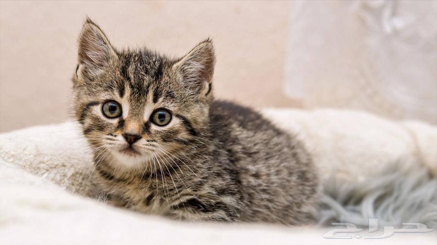 Scotch Street Kitten for Sale63667538311553110