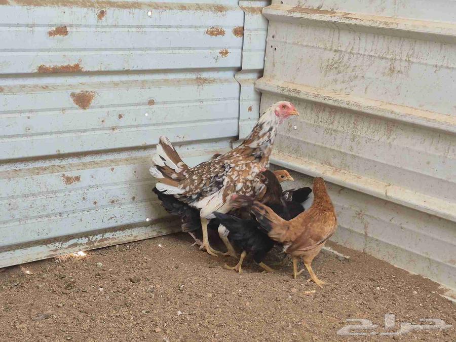 للبيع دجاجة ماكنتوش مع صيصانها64162794924675113