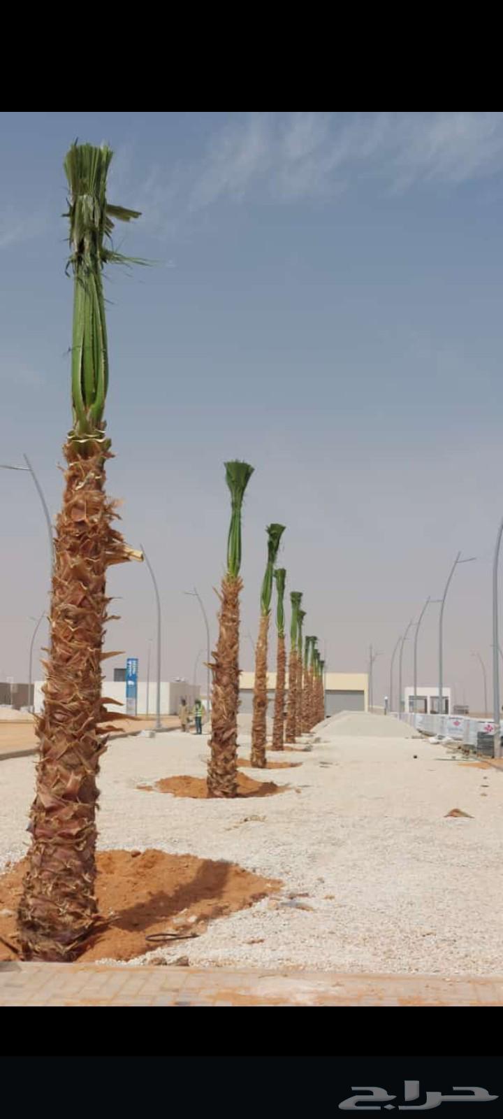 ابوسالم لتوريد انخيل ازينه الوشنطني64380696584066110