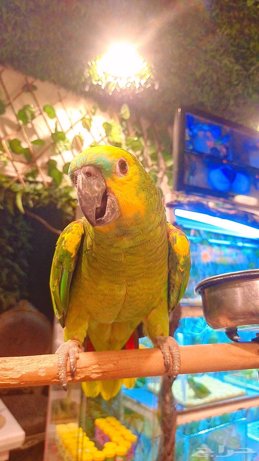 بلوفرينتد جاكو 2500 ريال64196432545153114