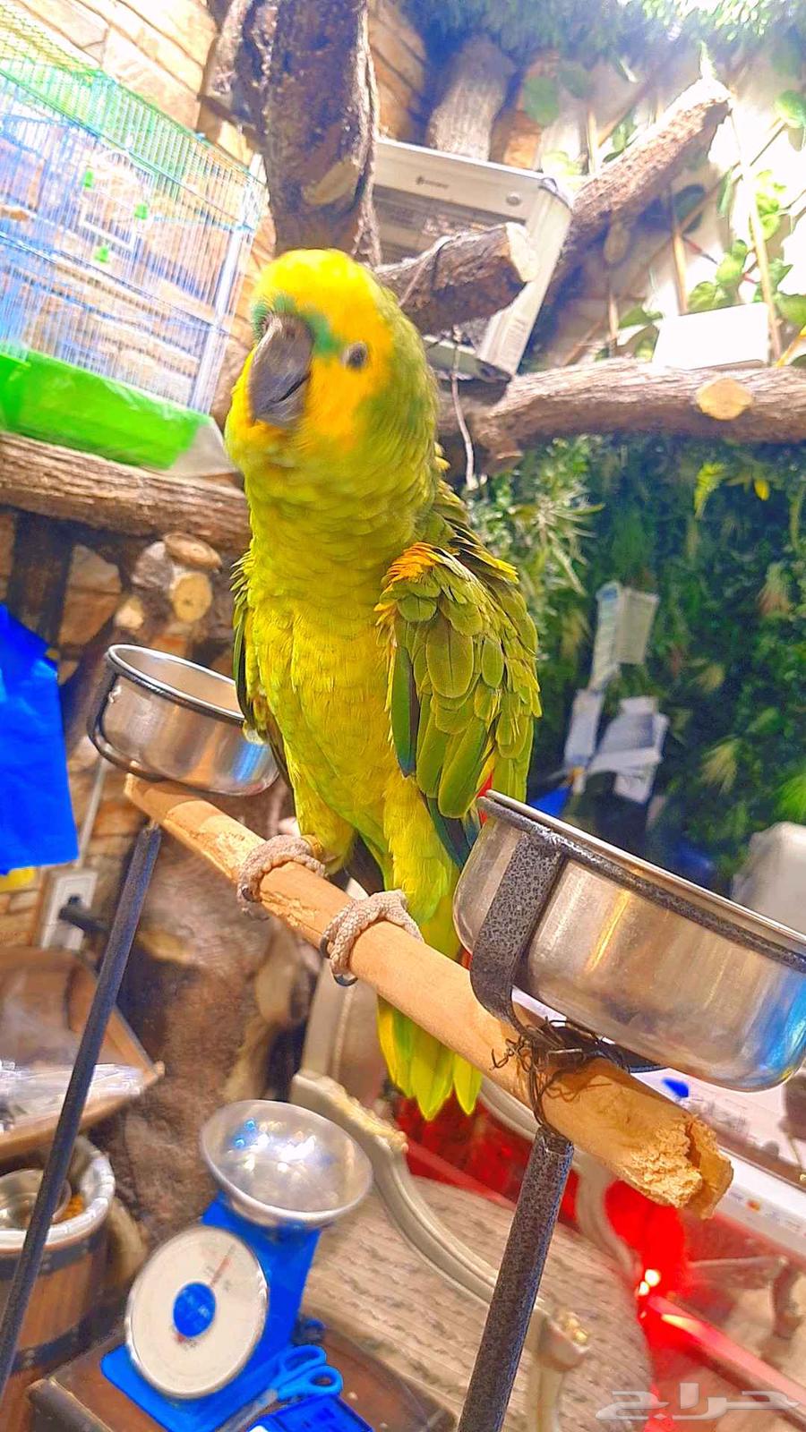 بلوفرينتد جاكو 2500 ريال64196432545153112