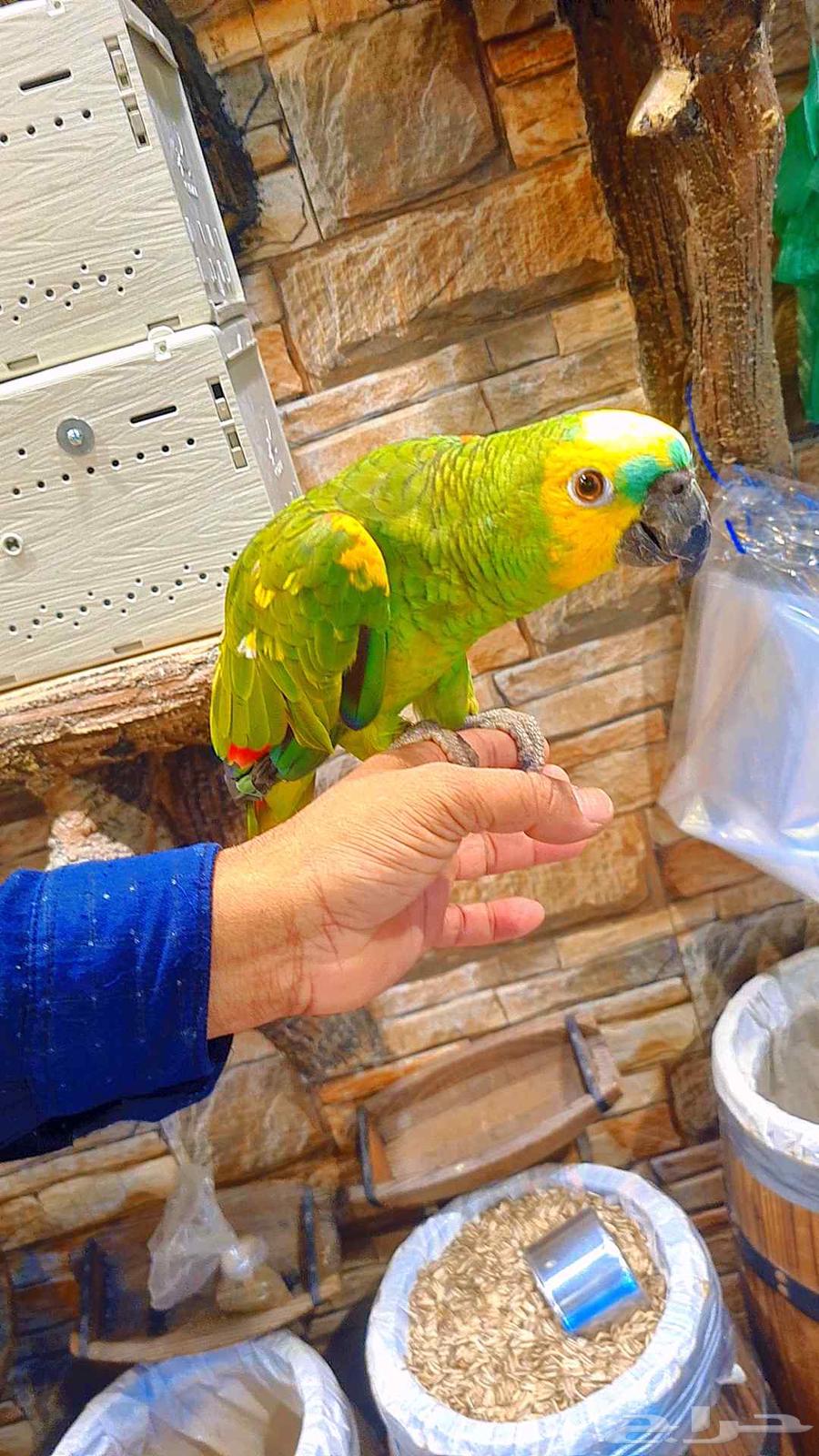 بلوفرينتد جاكو 2500 ريال64196432545153110