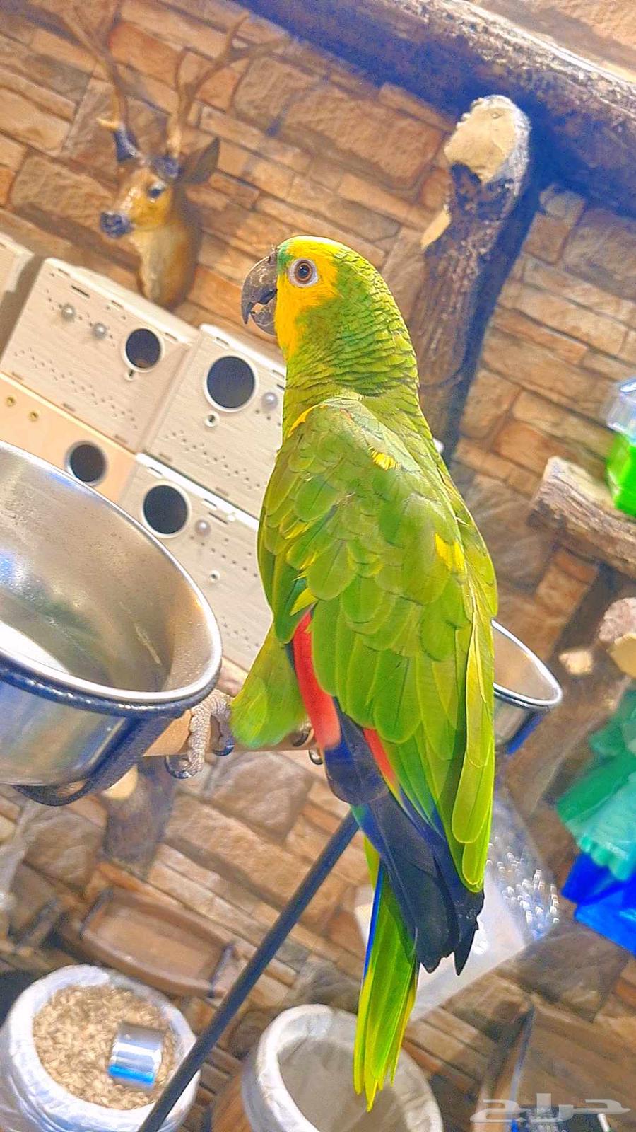 بلوفرينتد جاكو 2500 ريال64196432545153113