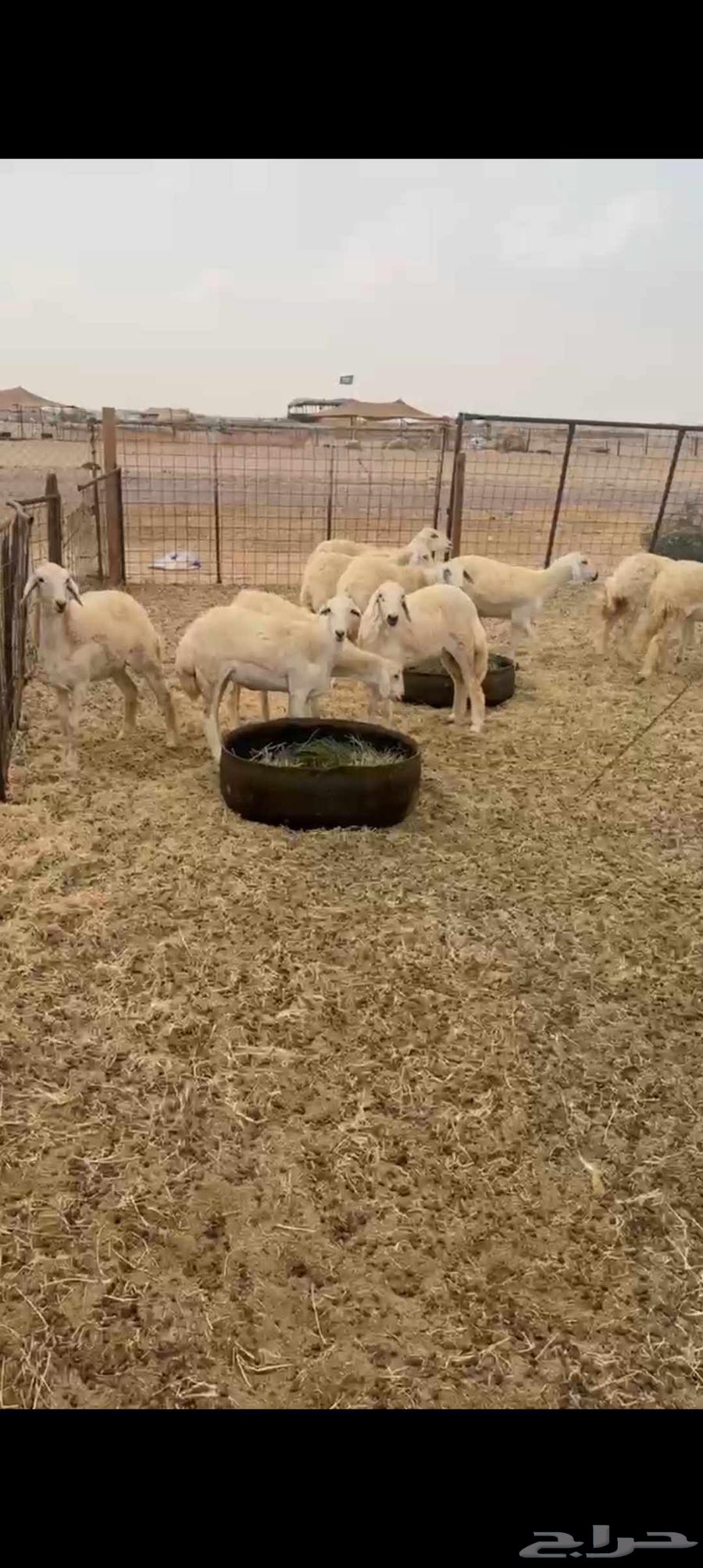 حريات رخال طيبه عددها 18راس64182155197698111