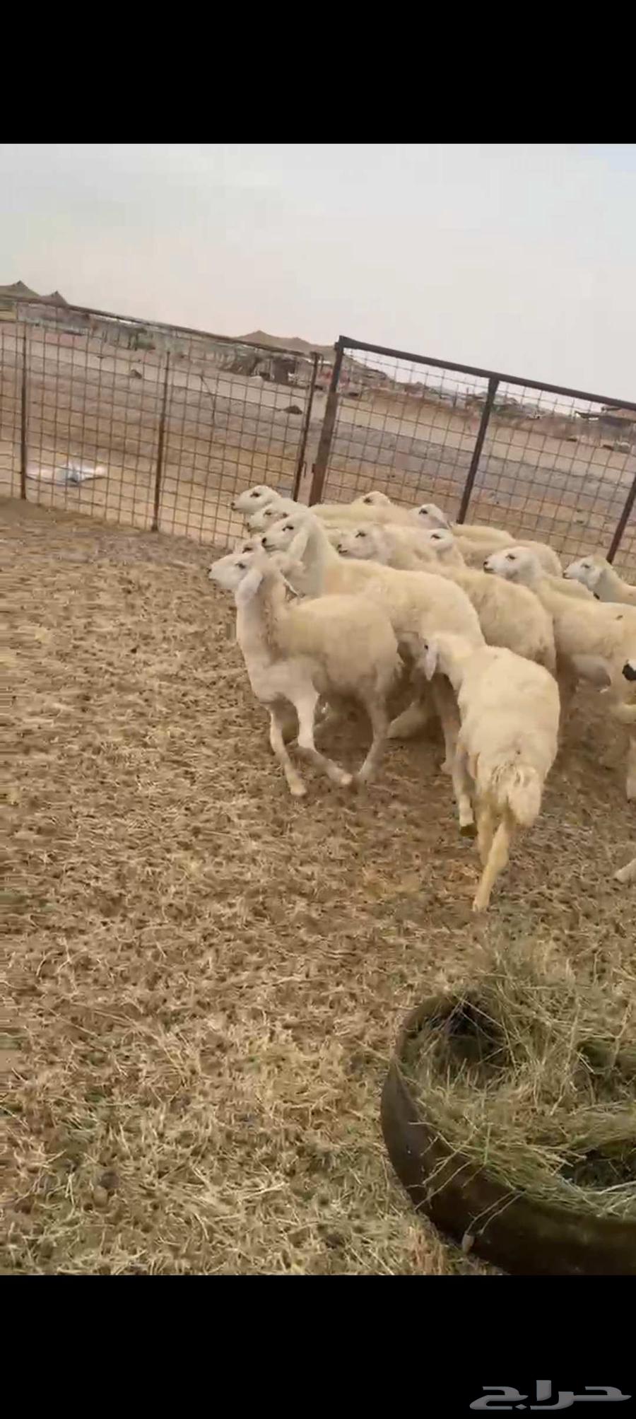 حريات رخال طيبه عددها 18راس64182155197698113