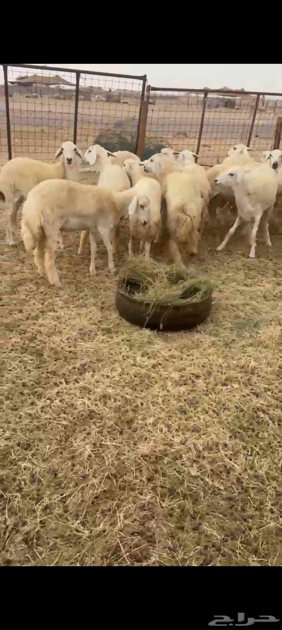 حريات رخال طيبه عددها 18راس64182155197698114