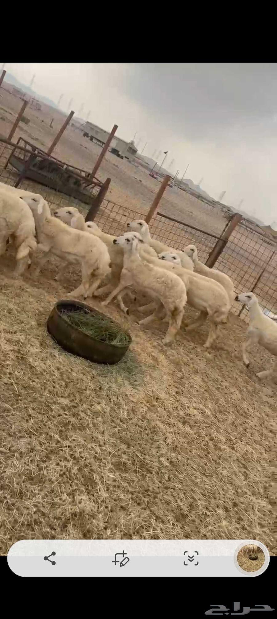 حريات رخال طيبه عددها 18راس64182155197698110