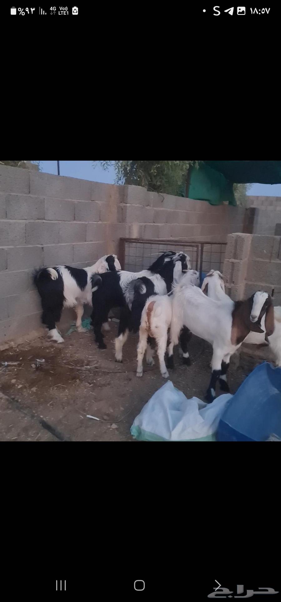 Luxury rams closed with fat64195578326659110