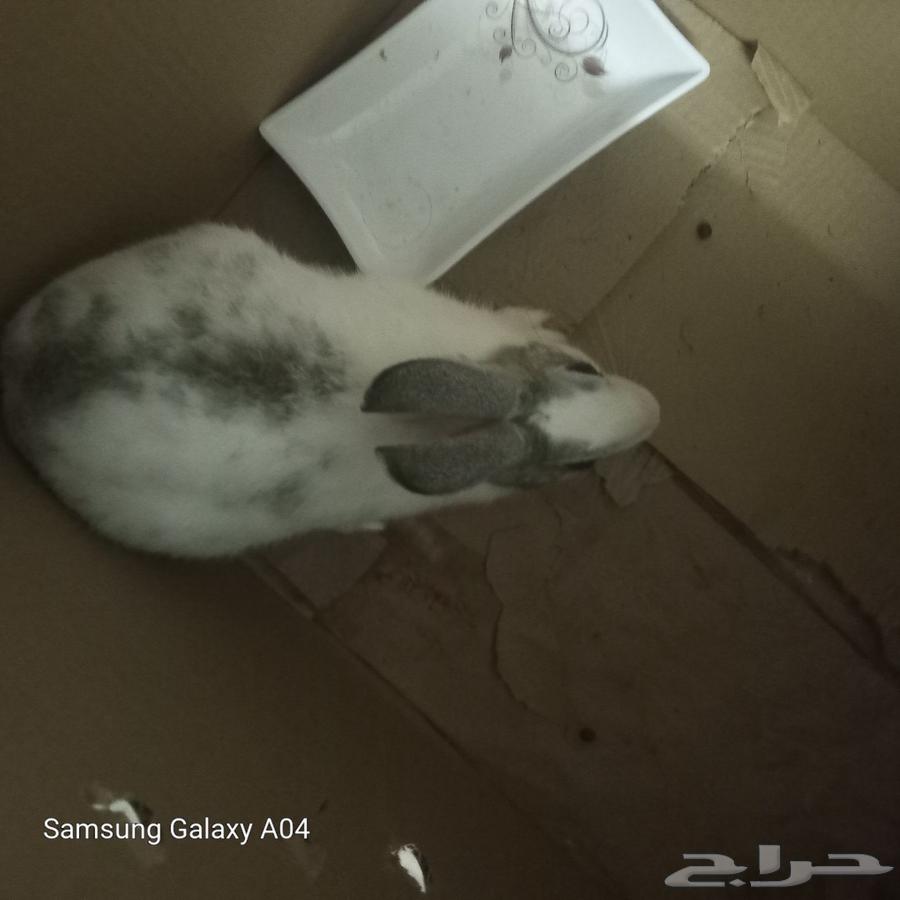 ارانب الحد 50 علا الواحد64176096173570112