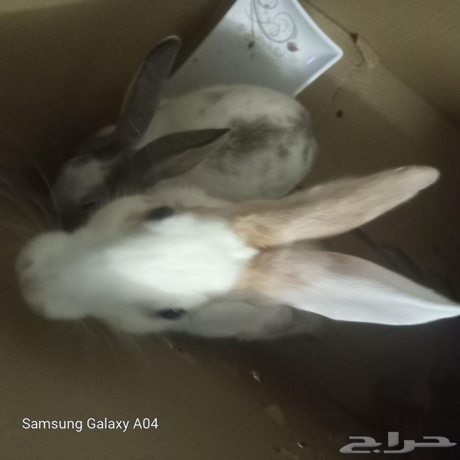 ارانب الحد 50 علا الواحد64176096173570113