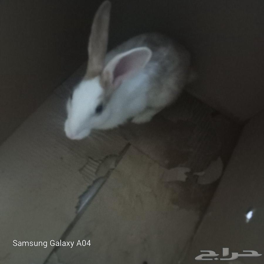 ارانب الحد 50 علا الواحد64176096173570111
