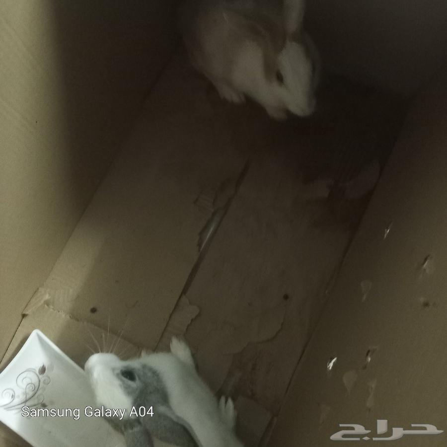 ارانب الحد 50 علا الواحد64176096173570110