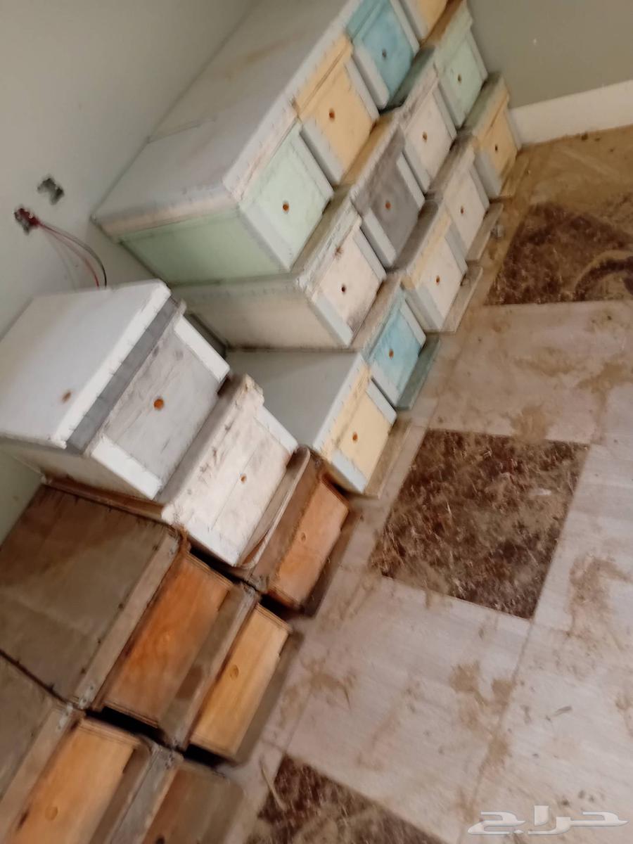 خلايانحل فاضيه64389196815489111