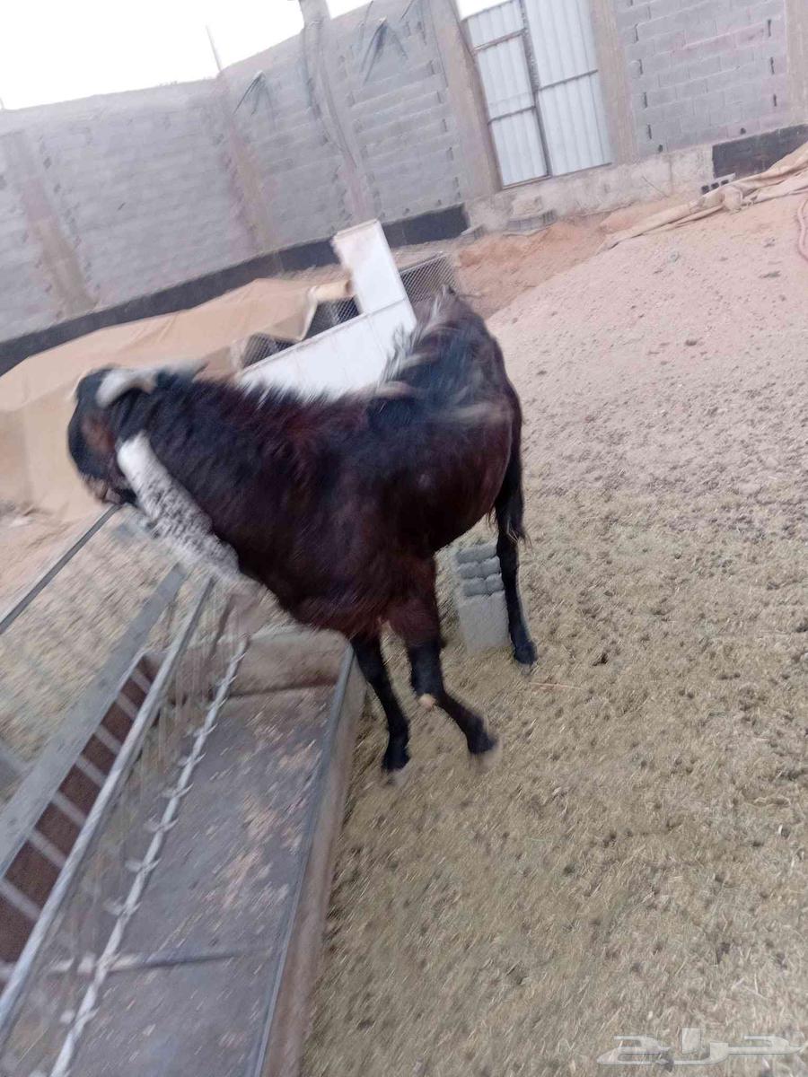 تيس فحل للبيع64198347317891112