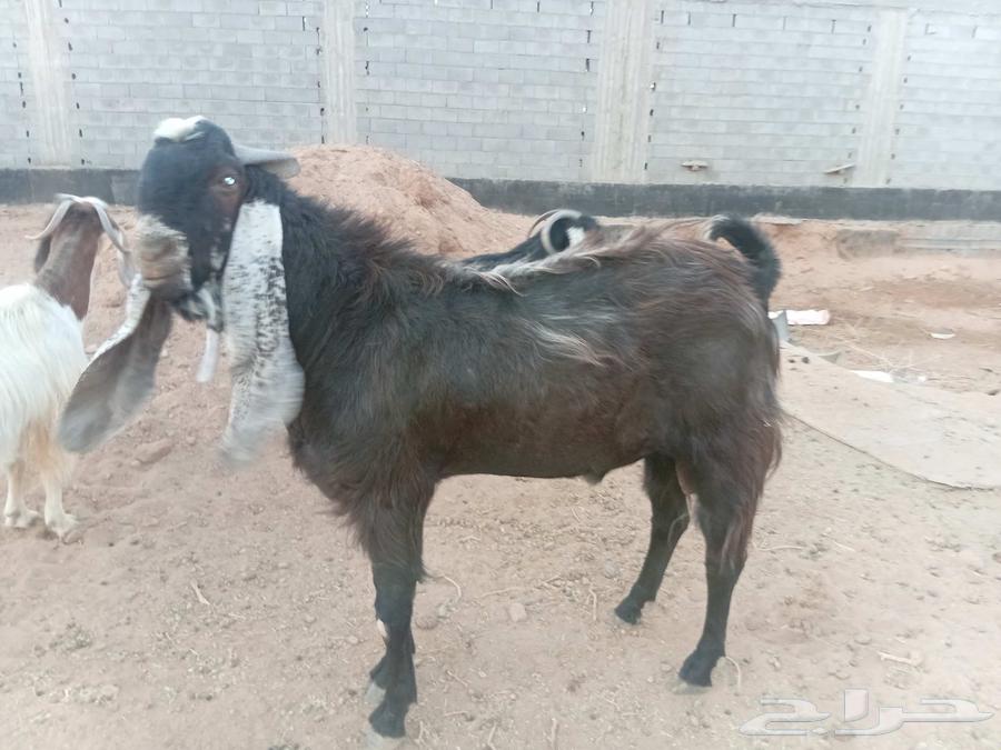 تيس فحل للبيع64198347317891110